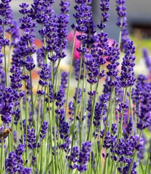 Lavandula angustifolia Ardeche® Blue